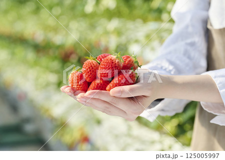 ビニールハウスにいる女性の手のひらに乗る新鮮ないちご 125005997