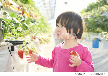 農園でいちご狩りを楽しむ女の子 125006013
