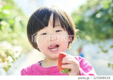 農園でいちご狩りを楽しむ女の子 農園でいちご狩りを楽しむ女の子 125006019