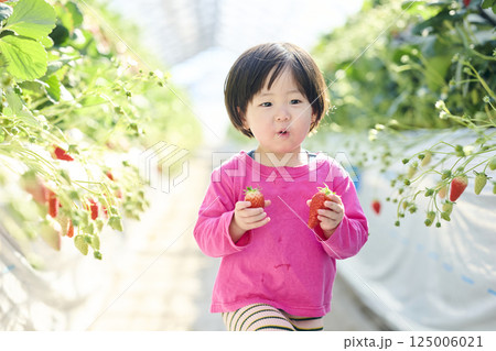 農園でいちご狩りを楽しむ女の子 125006021