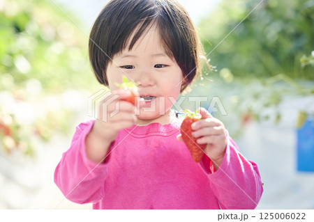 農園でいちご狩りを楽しむ女の子 農園でいちご狩りを楽しむ女の子 125006022