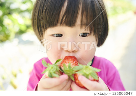 農園でいちご狩りを楽しむ女の子 農園でいちご狩りを楽しむ女の子 125006047