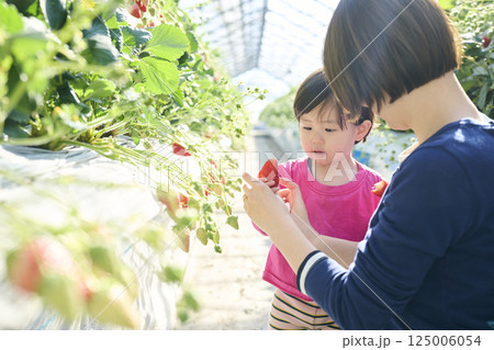 農園でいちご狩りを楽しむ親子 農園でいちご狩りを楽しむ親子 125006054
