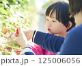 農園でいちご狩りを楽しむ親子 125006056