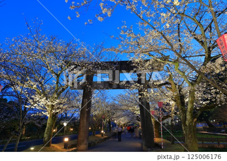 【長崎県】大村公園の大村神社の石鳥居と満開の夜桜(玖島神社) 【長崎県】大村公園の大村神社の石鳥居と満開の夜桜(玖島神社) 125006176