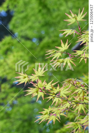 もみじの新芽 125006437