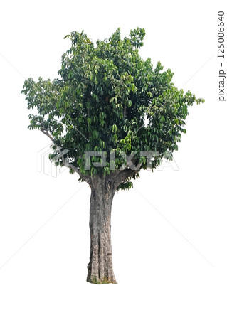 beautiful green leaf single tree 125006640