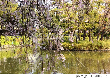 4月に満開になった妙正寺公園の枝垂桜（4） 125006693