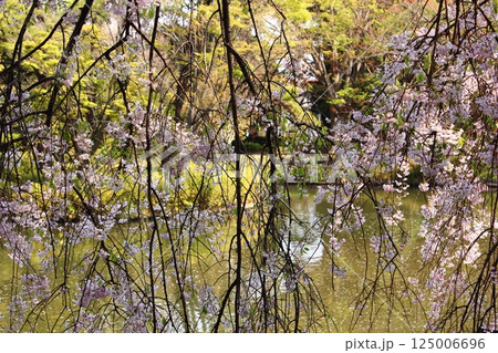 4月に満開になった妙正寺公園の枝垂桜(7) 4月に満開になった妙正寺公園の枝垂桜(7) 125006696