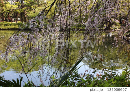 4月に満開になった妙正寺公園の枝垂桜（8） 125006697