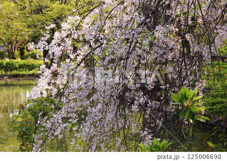 4月に満開になった妙正寺公園の枝垂桜(9) 4月に満開になった妙正寺公園の枝垂桜(9) 125006698