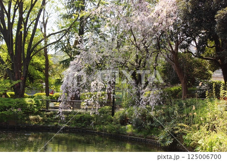 4月に満開になった妙正寺公園の枝垂桜(11) 4月に満開になった妙正寺公園の枝垂桜(11) 125006700
