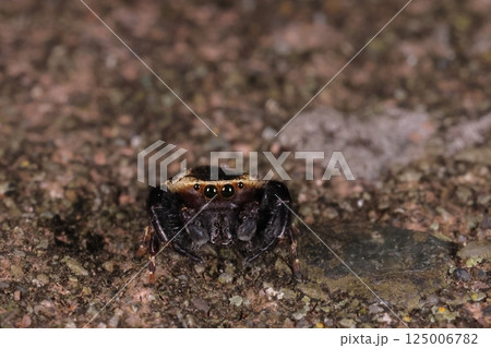 生き物　蜘蛛　カラスハエトリ、オスです。正面から見ると大きな丸い眼に太い脚、愛嬌のある顔立ちです 125006782