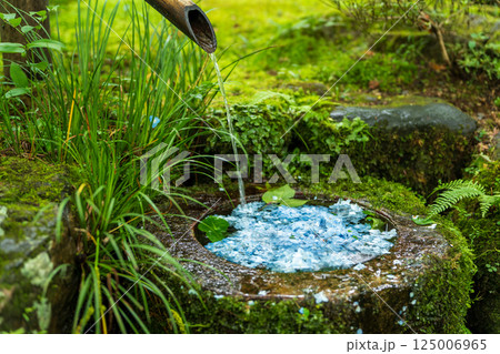 京都・三千院あじさい苑、苔むした手水鉢の花手水 京都・三千院あじさい苑、苔むした手水鉢の花手水 125006965