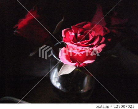 Red roses are gracefully arranged in a glass vase filled with water, basking in soft light that highlights their petals. The ambiance is intimate and tranquil, perfect for relaxation. Red roses are gracefully arranged in a glass vase filled with water, basking in soft light that highlights their petals. The ambiance is intimate and tranquil, perfect for relaxation. 125007023