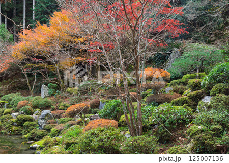 福井県若狭小浜市の紅葉まっさかりの明通寺を撮影 福井県若狭小浜市の紅葉まっさかりの明通寺を撮影 125007136