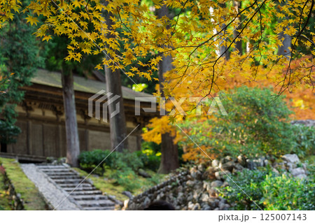 福井県若狭小浜市の紅葉まっさかりの明通寺を撮影 125007143