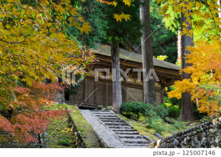 福井県若狭小浜市の紅葉まっさかりの明通寺を撮影 125007146