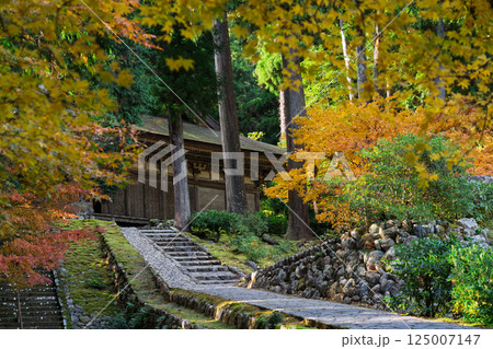 福井県若狭小浜市の紅葉まっさかりの明通寺を撮影 125007147