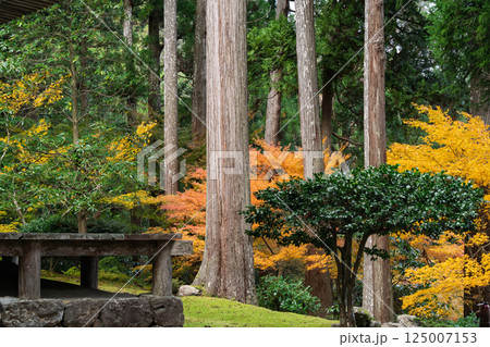 福井県若狭小浜市の紅葉まっさかりの明通寺を撮影 125007153