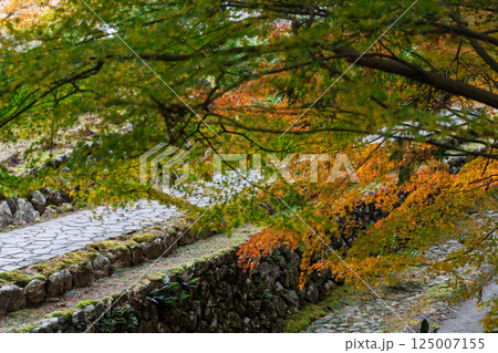 福井県若狭小浜市の紅葉まっさかりの明通寺を撮影 125007155