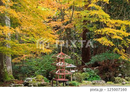 福井県若狭小浜市の紅葉まっさかりの明通寺を撮影 125007160
