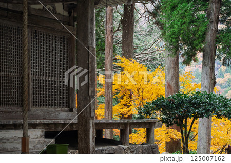 福井県若狭小浜市の紅葉まっさかりの明通寺を撮影 125007162