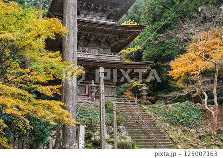 福井県若狭小浜市の紅葉まっさかりの明通寺を撮影 福井県若狭小浜市の紅葉まっさかりの明通寺を撮影 125007163