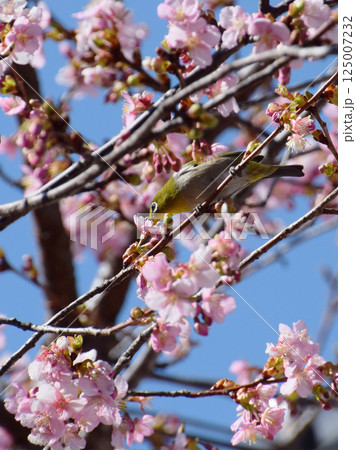 Japanese white-eye on cherry tree / 河津桜の花と野鳥のメジロ Japanese white-eye on cherry tree / 河津桜の花と野鳥のメジロ 125007232