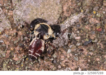 生き物　蜘蛛　カラスハエトリ、オスです。丸い大きな頭（頭胸部）が目立つ、体長は五～七ミリほど 125007289