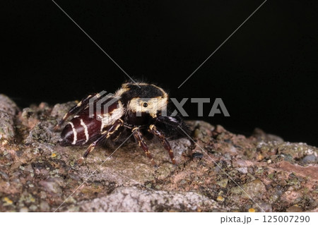 生き物　蜘蛛　カラスハエトリ、オスです。黒っぽい体に薄色の毛の模様、小さな眼が二つ見えます 125007290