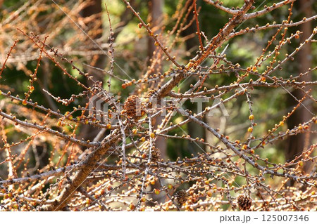 【青森県青森市】野木和公園の松の木 【青森県青森市】野木和公園の松の木 125007346