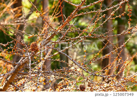 【青森県青森市】野木和公園の松の木 【青森県青森市】野木和公園の松の木 125007349