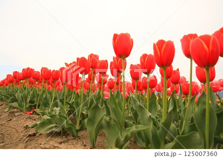 春の公園に咲いたチューリップ 125007360