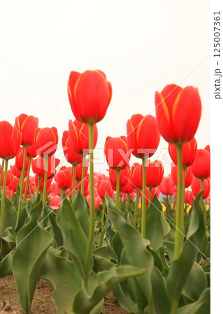春の公園に咲いたチューリップ 125007361