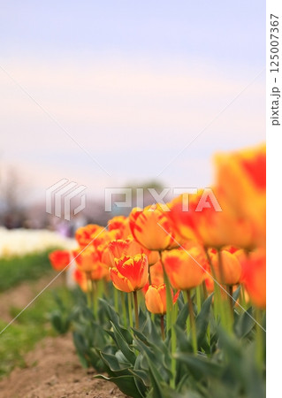 春の公園に咲いたチューリップ 125007367