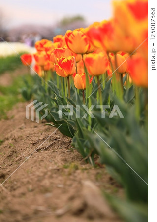 春の公園に咲いたチューリップ 春の公園に咲いたチューリップ 125007368