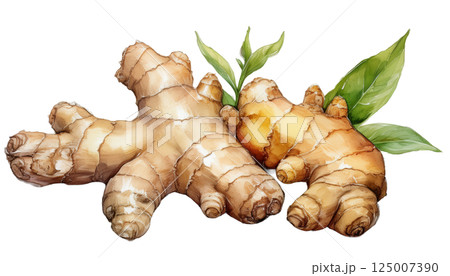 ショウガ、生姜の水彩イラスト(JPEG/PNG) ショウガ、生姜の水彩イラスト(JPEG/PNG) 125007390