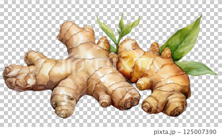 薑，薑的水彩插圖（JPEG/PNG） 125007390