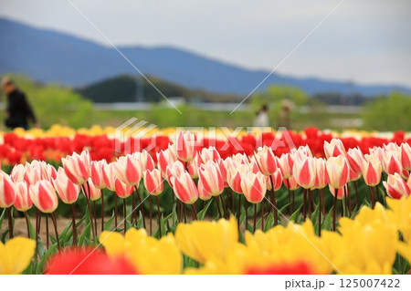 春の公園に咲いたチューリップ 125007422