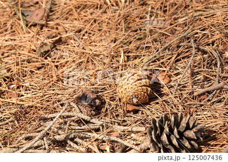 【青森県青森市】野木和公園の松ぼっくり 125007436
