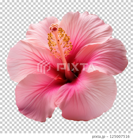 Pink hibiscus graphic material (JPEG/PNG) 125007516