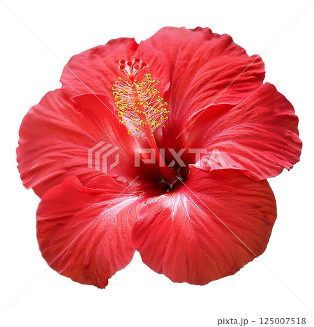 赤いハイビスカスのグラフィック素材（JPEG/PNG） 125007518
