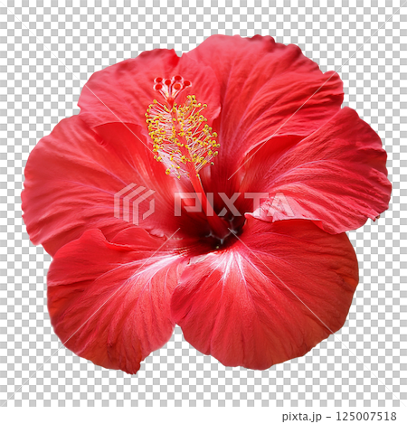 Red hibiscus graphic material (JPEG/PNG) 125007518