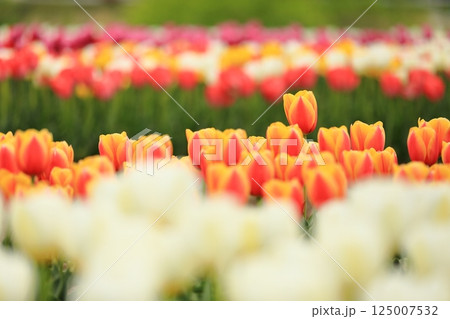 春の公園に咲いたチューリップ 125007532