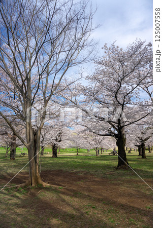 桜咲くころの狭山公園　桜咲く風の広場の遊歩道 125007558