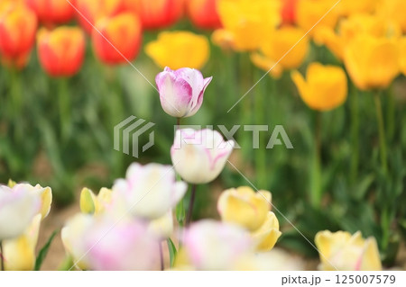 春の公園に咲いたチューリップ 125007579