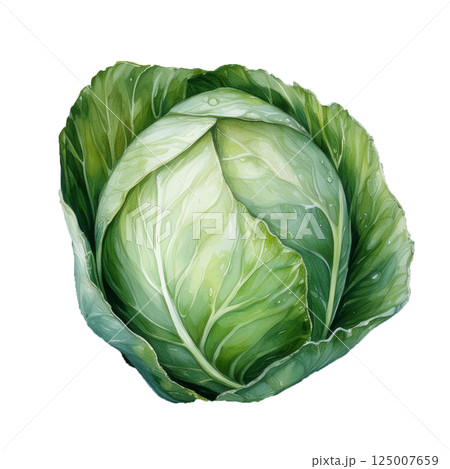 キャベツのイラスト素材（JPEG/PNG） 125007659