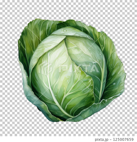 キャベツのイラスト素材（JPEG/PNG） 125007659