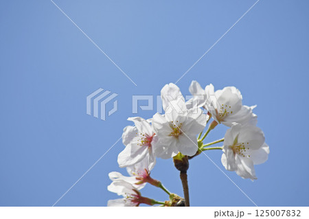桜の花 125007832